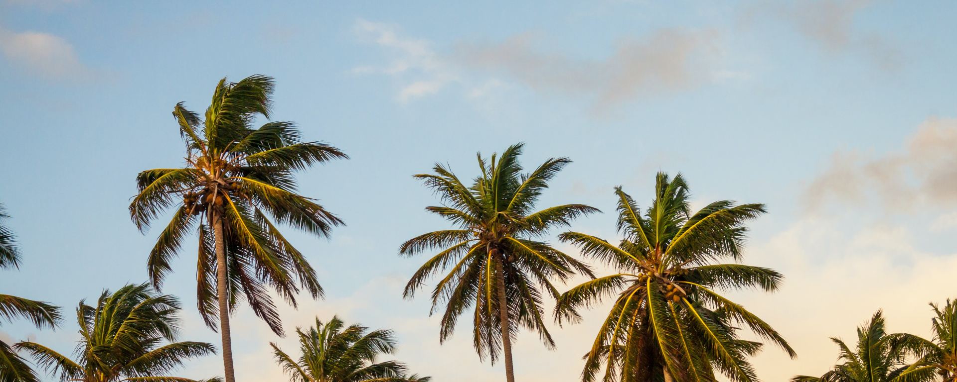 Rejser til Punta Cana Dominikanske Republik